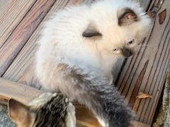 -喵屿·大理花园猫咖