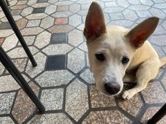 -好成财牛排馆(涂门街总店)