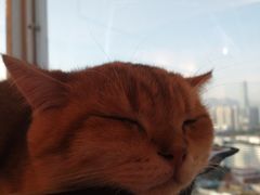 -Heymao猫咖.咖啡厅(东门店)
