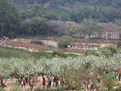 -南国桃园旅游度假区