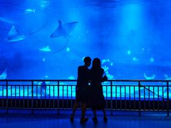 -烟台海昌鲸鲨海洋公园