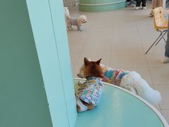 -怪兽屋·羊驼·猫咖·狗咖(俊华广场店)
