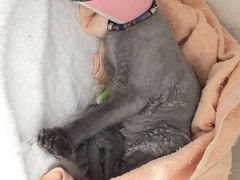 -辛巴宠物医疗中心·骨科·内分泌专科·心肾专科(亭林公园店)