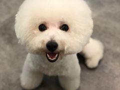 -小尾巴宠物店(万科·金域华庭店)