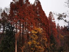 -杭州植物园