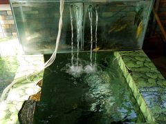 -荣德灶台鱼(圣泉寺店)