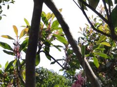 -梧桐山风景名胜区