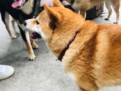 -柴犬高等学院·狗咖·柴犬售卖·宠物训练