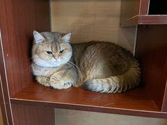 -蓝鲸·缅因猫舍