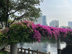 -白鹭洲公园