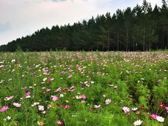 -塞罕坝国家级自然保护区