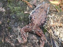 -雁荡山雁湖景区