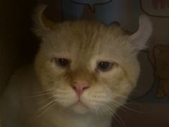 -猫腻·猫咖·撸猫馆(星光大道店)