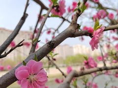 -桃花堤公园