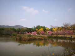 -天适樱花悠乐园