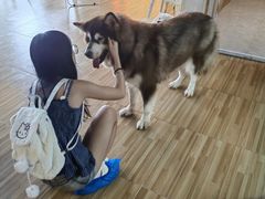 -Heymao猫咖.咖啡厅(东门店)