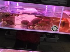 -中环花鸟鱼虫市场