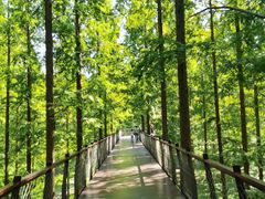 -黄海国家森林公园