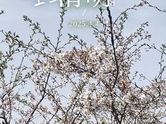 -嘉定紫藤园