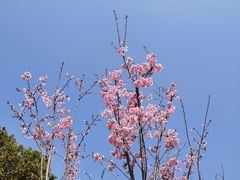 -顾村公园