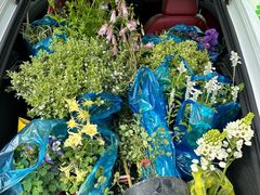 -龙大花卉苗木市场