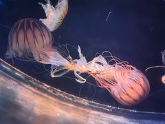 -太平洋海底世界