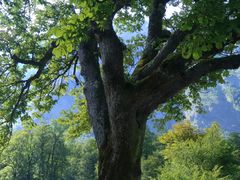 -柯尼希湖
