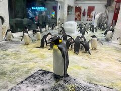 -大连圣亚海洋世界
