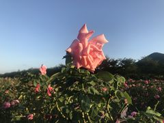 -亚龙湾国际玫瑰谷