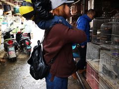 -桂林市花鸟市场