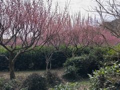 -雨花胜境