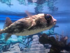 -烟台海昌鲸鲨海洋公园