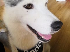-Husky Go! 哈士奇体验馆·宠物咖啡厅狗咖