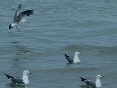 -那香海钻石沙滩浴场