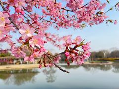 -上海辰山植物园