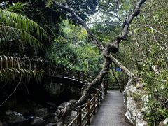 -霸王岭国家森林公园