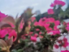 -两江幸福广场