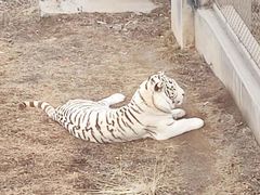 -石家庄市动物园