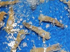 -三亚火车头万人海鲜广场