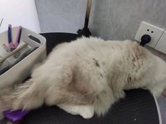 -四月宠物医院·猫专科·心脏专科·内科(转塘店)