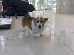 -北京观赏动物医院·24小时大型综合·猫专科·异宠专科