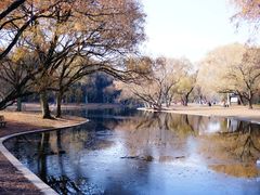 -上海共青森林公园