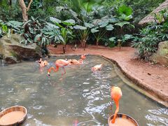 -海南热带野生动植物园