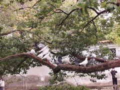 -西园戒幢律寺