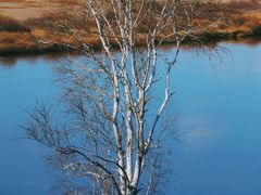 -莫尔道嘎国家森林公园