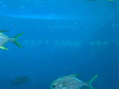-瑞德姆美人鱼海底演艺主题餐厅(亚龙湾店)