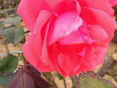 -松山湖梦幻百花洲