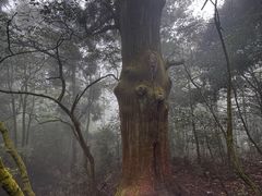 -天目山大树王景区