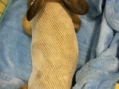 -菲尔斯特宠物医院