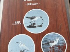 -华侨城湿地公园
